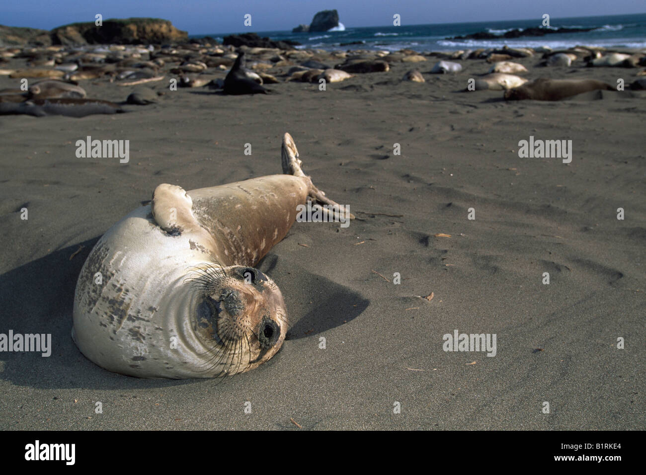 Seal, Monterey, California, USA Stock Photo Alamy