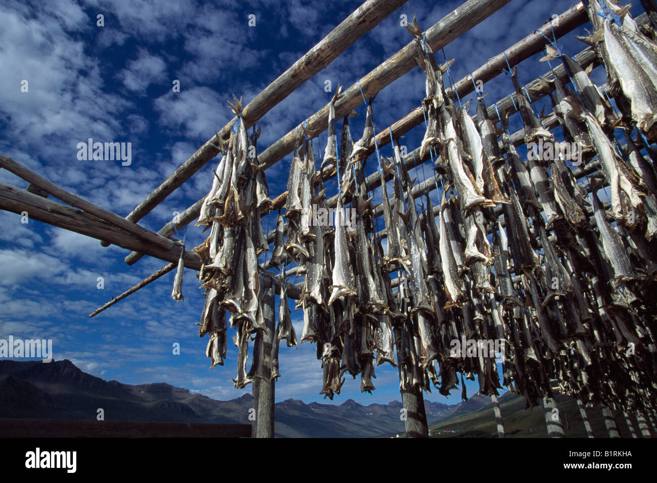 Dried fish, Husavik, Tjoernes, Iceland Stock Photo Alamy