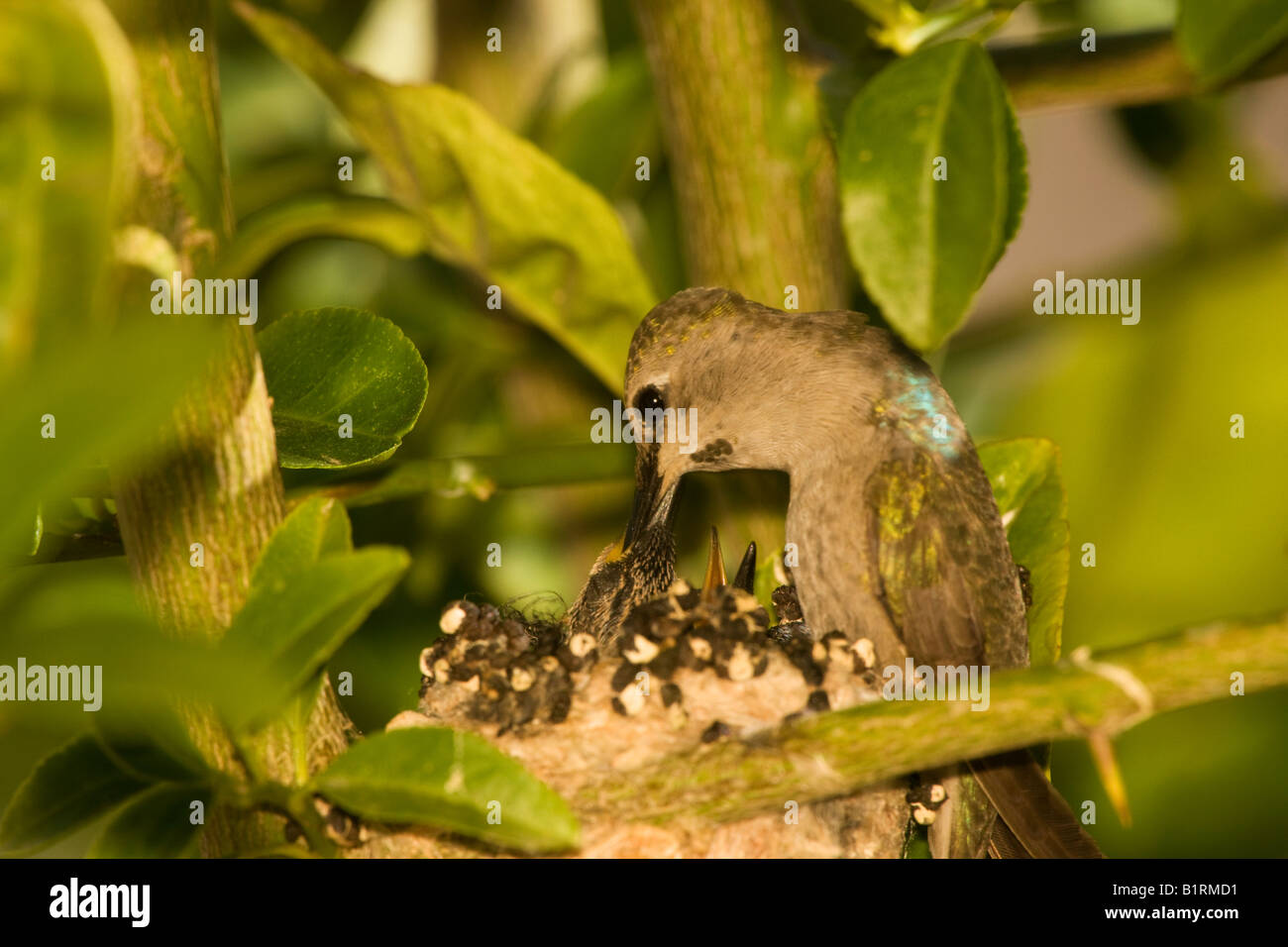 An Anna s Hummingbird Calypte anna Anza Borrego Desert State Park California Stock Photo