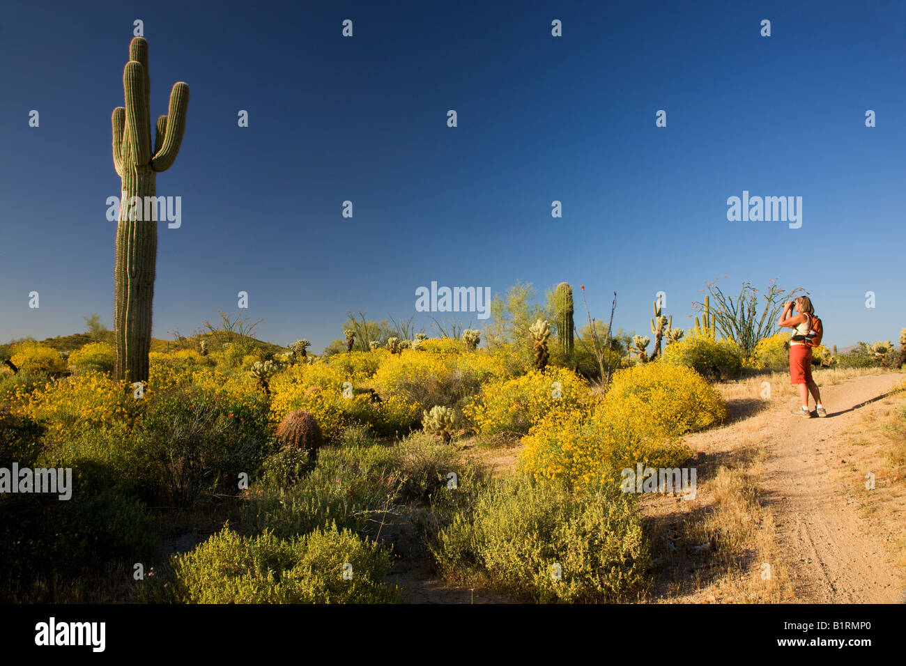A visitor hiking in McDowell Mountain Regional Park near Fountain Hills
