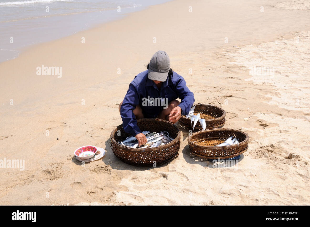 Vietnamese man sorting fish caught by coracle fishermen into traditional baskets Cua Dai beach Vietnam Stock Photo