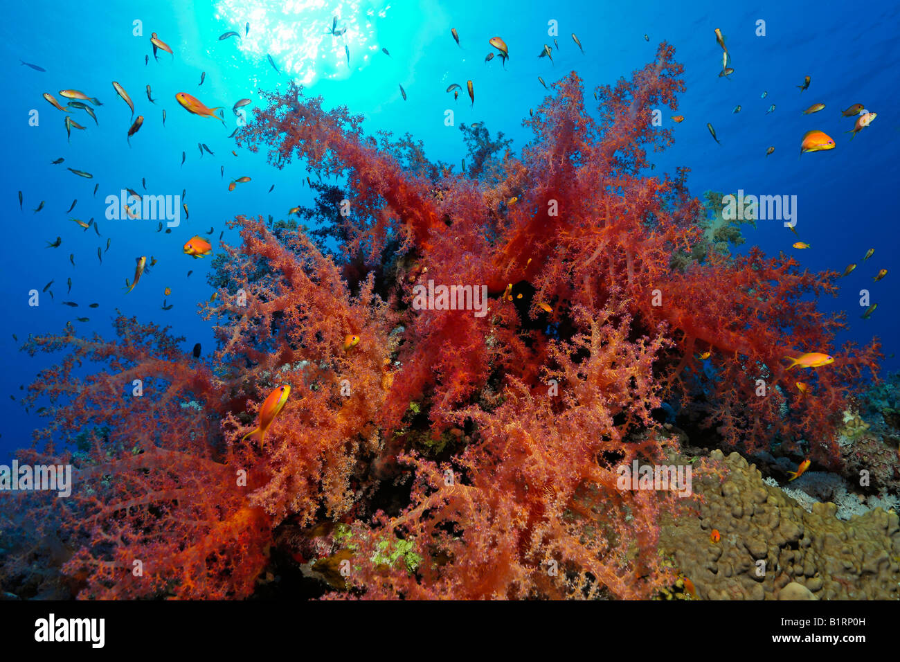 Red oceanic soft coral settled on a coral reef, Hurghada, Sharm el Sheik, Red Sea, Egypt, Africa Stock Photo