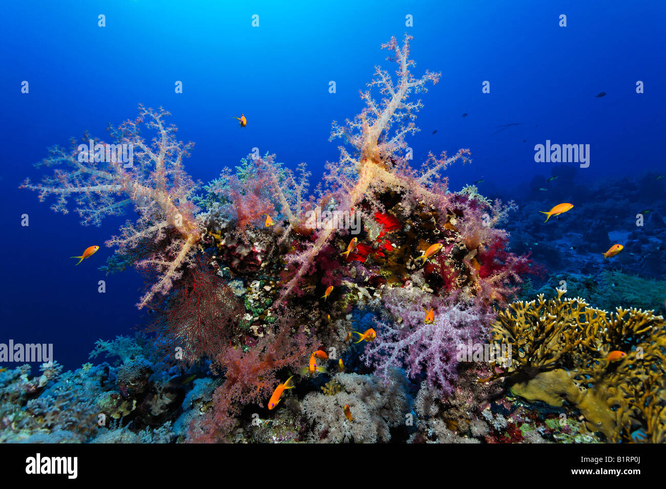 Small reef edge overgrown with various oceanic soft corals, madrepores and sponges, Hurghada, Sharm el Sheik, Red Sea, Egypt, A Stock Photo