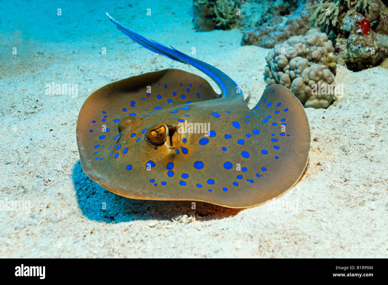 Blue-spotted or Bluespotted Ribbontail Ray (Taeniura lymma) on sandy sea floor, Hurghada, Sharm el Sheik, Red Sea, Egypt, Africa Stock Photo