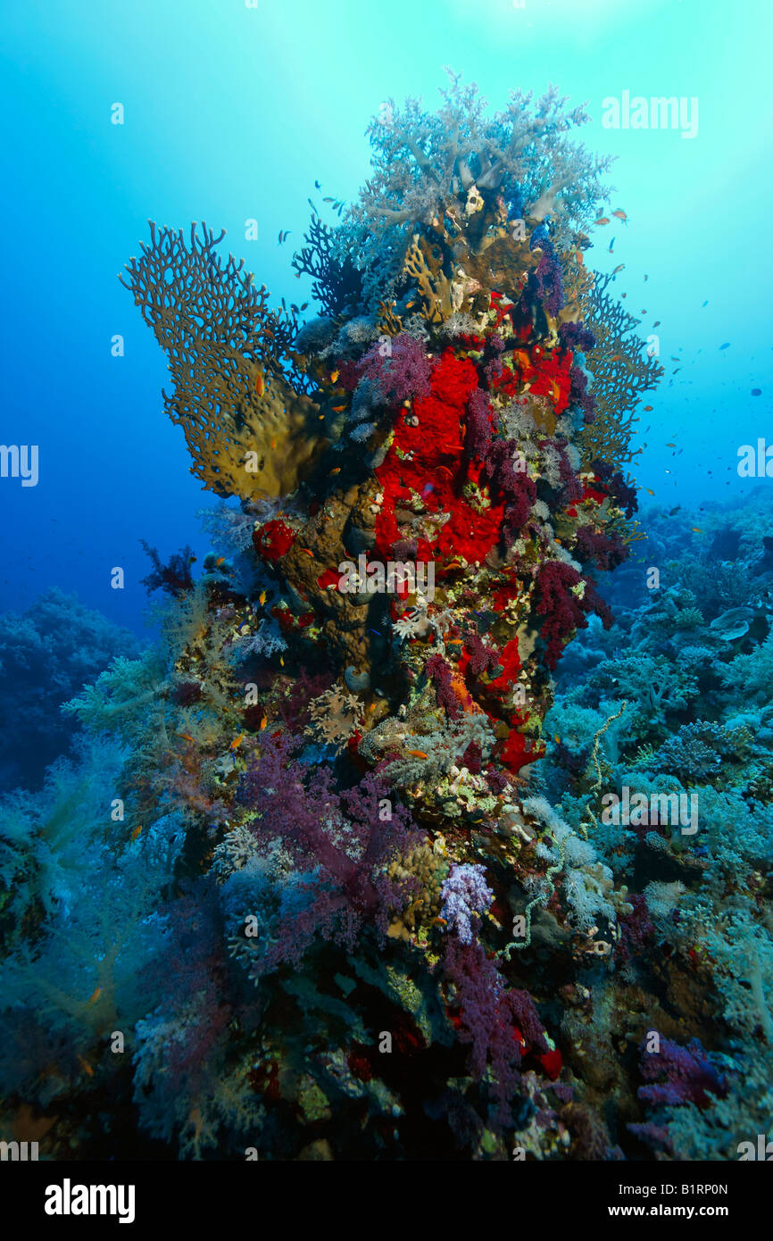 Coral tower made up of various oceanic soft corals, madrepores and sponges, Hurghada, Sharm el Sheik, Red Sea, Egypt, Africa Stock Photo