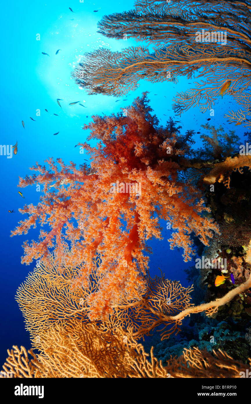 Red oceanic soft coral settled on a Sea Fan or Gorgonian (Gorgonacea), Hurghada, Sharm el Sheik, Red Sea, Egypt, Africa Stock Photo