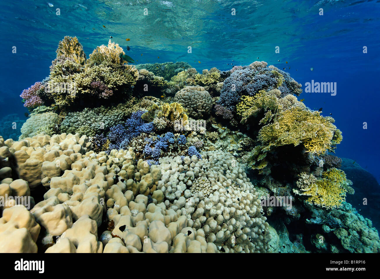 Stony coral reef (Scleractinia), Marsa Alam, Red Sea, Egypt, Africa ...