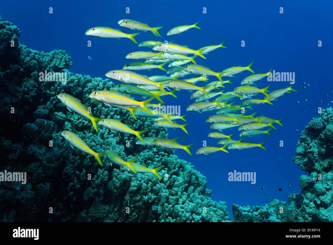 School of Yellowfin Goatfishes (Mulloidichthys vanicolensis) above a coral reef, Sharm el Sheik, Red Sea, Egypt, Africa Stock Photo