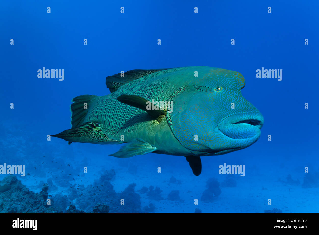 Humphead or Napoleon Wrasse or Napoleonfish (Cheilinus undulatus), Hurghada, Red Sea, Egypt, Africa Stock Photo