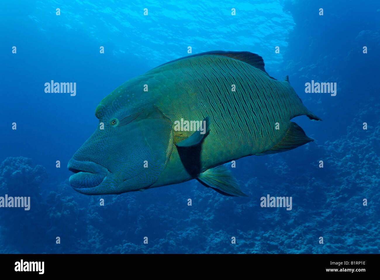 Humphead or Napoleon Wrasse or Napoleonfish (Cheilinus undulatus), Hurghada, Red Sea, Egypt, Africa Stock Photo