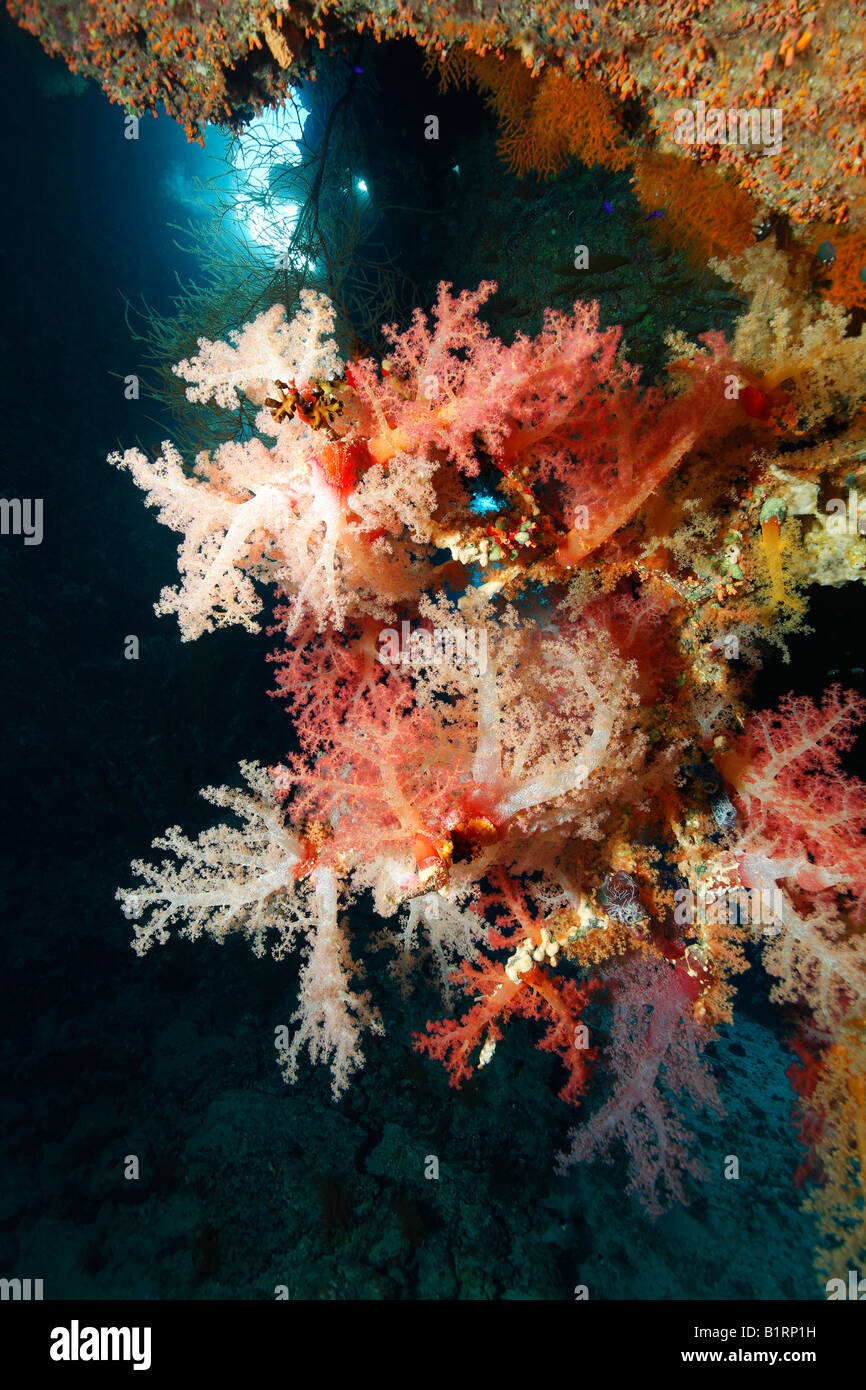 Small reef edge overgrown with oceanic soft corals (Alcyonacea), Sharm el Sheik, Red Sea, Egypt, Africa Stock Photo