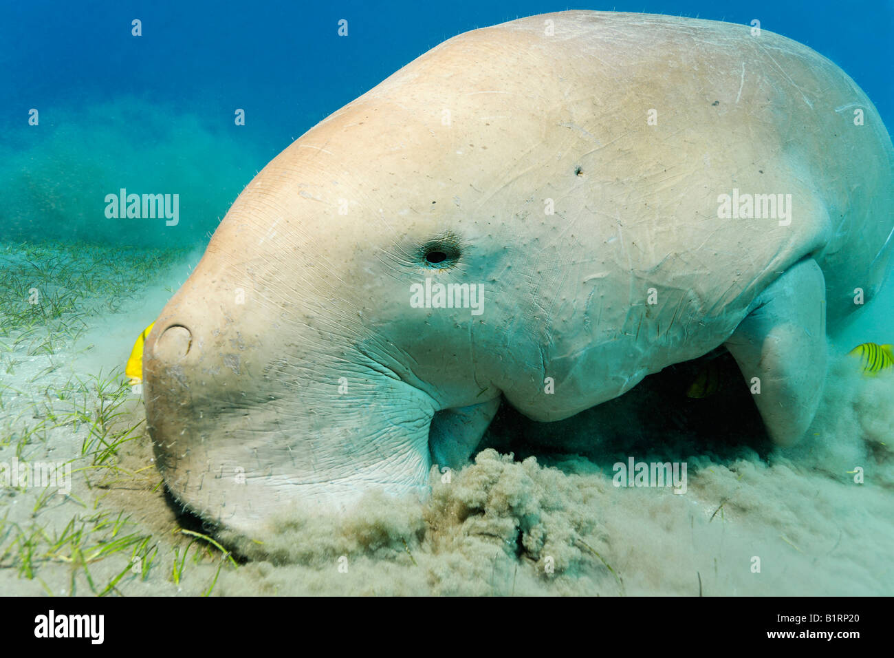 Dugong (Dugong dugon) and two Golden Trevally fish (Gnathanodon speciosus), Shaab Marsa Alam, Red Sea, Egypt, Africa Stock Photo
