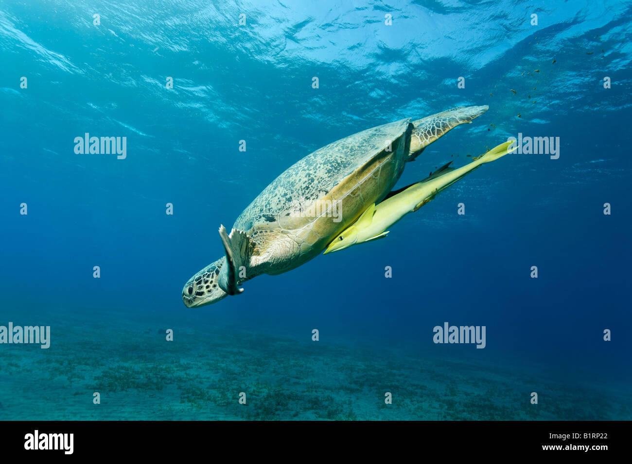 Green Sea Turtle (Chelonia mydas) and suckerfish, Hurghada, Red Sea, Egypt, Africa Stock Photo