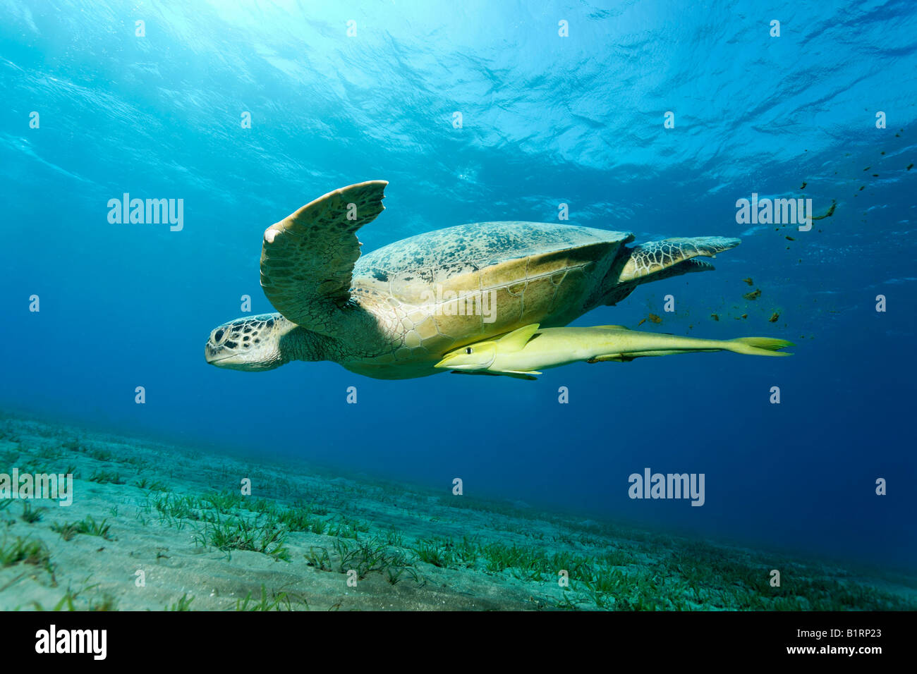 Green Sea Turtle (Chelonia mydas) and suckerfish, Hurghada, Red Sea, Egypt, Africa Stock Photo