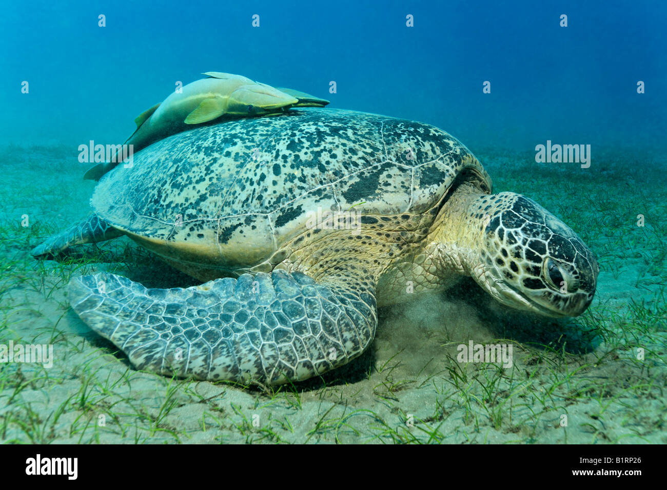 Green Sea Turtle (Chelonia mydas) with suckerfish feeding on seaweed, Hurghada, Red Sea, Egypt, Africa Stock Photo