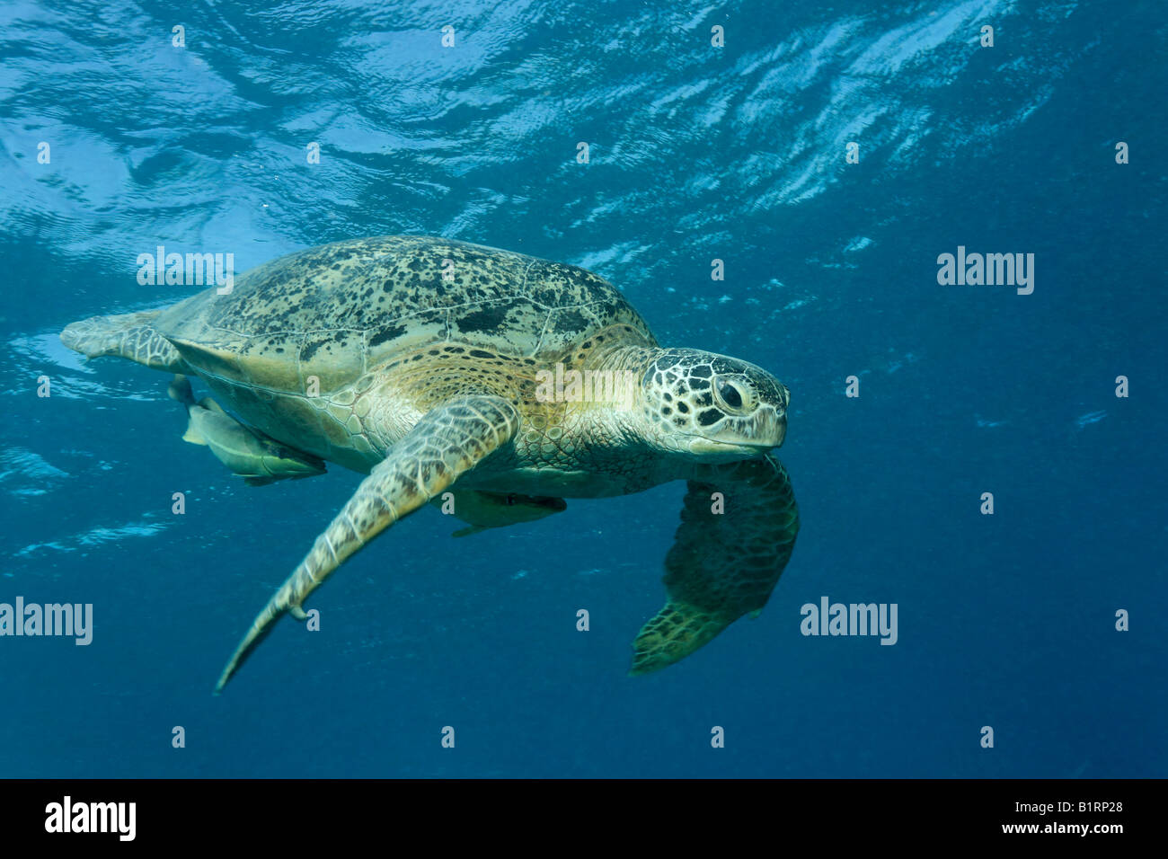 Green Sea Turtle (Chelonia mydas) and suckerfish diving under after breathing at the surface, Hurghada, Red Sea, Egypt, Africa Stock Photo