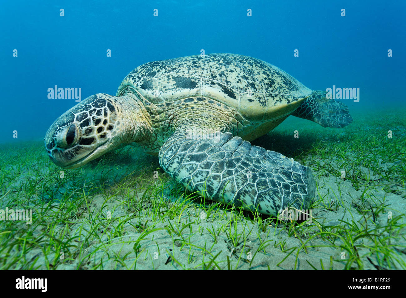 Green Sea Turtle (Chelonia mydas) and suckerfish feeding on seaweed, Hurghada, Red Sea, Egypt, Africa Stock Photo
