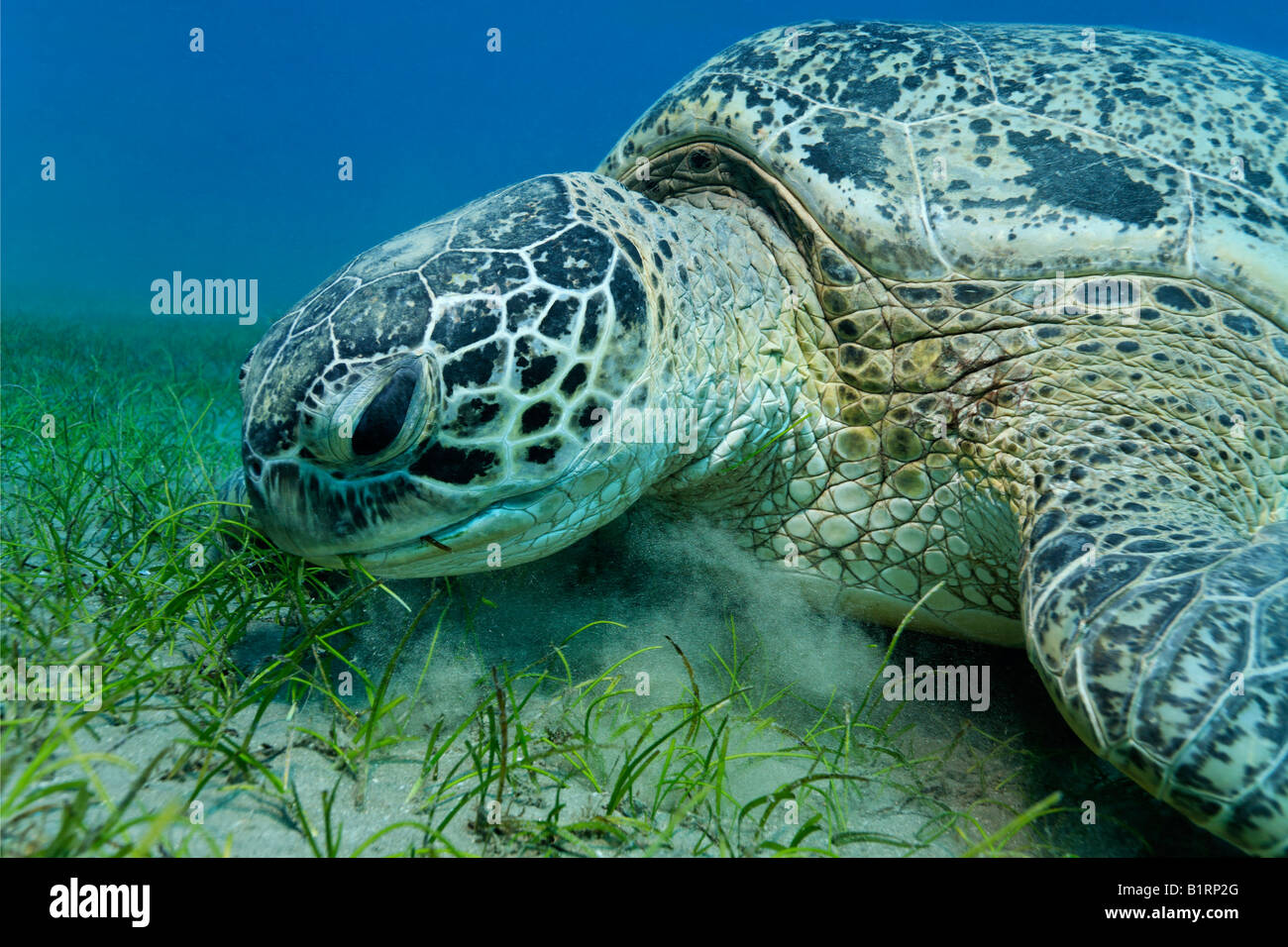 Green Sea Turtle (Chelonia mydas) feeding on seaweed, Hurghada, Red Sea, Egypt, Africa Stock Photo