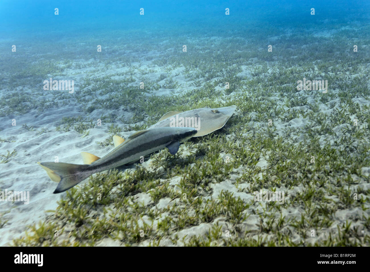 A Cobia or Black Kingfish (Rachycentron canadum) swimming beside a Common Guitarfish (Rhinobatos rhinobatos) over seaweed looki Stock Photo