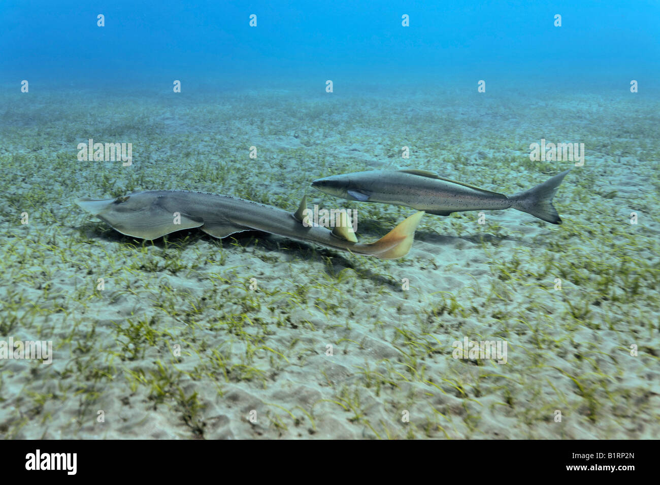 A Cobia or Black Kingfish (Rachycentron canadum) swimming beside a Common Guitarfish (Rhinobatos rhinobatos) over seaweed looki Stock Photo