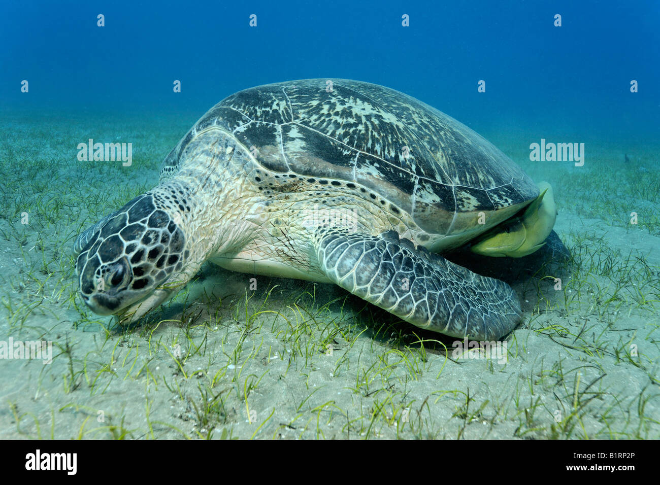 Remoras or Suckerfish (Echeneidae) attached to a Green Turtle (Chelonia mydas) that is eating the seaweed of a seaweed meadow,  Stock Photo