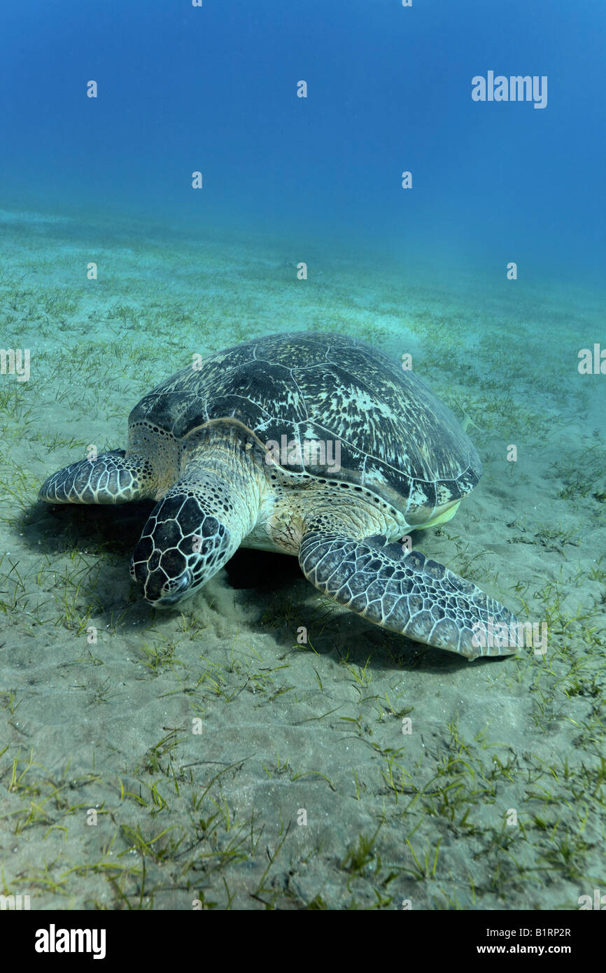 Green Turtle (Chelonia mydas) eating the seaweed of a seaweed meadow, Hurghada, Egypt, Red Sea, Africa Stock Photo