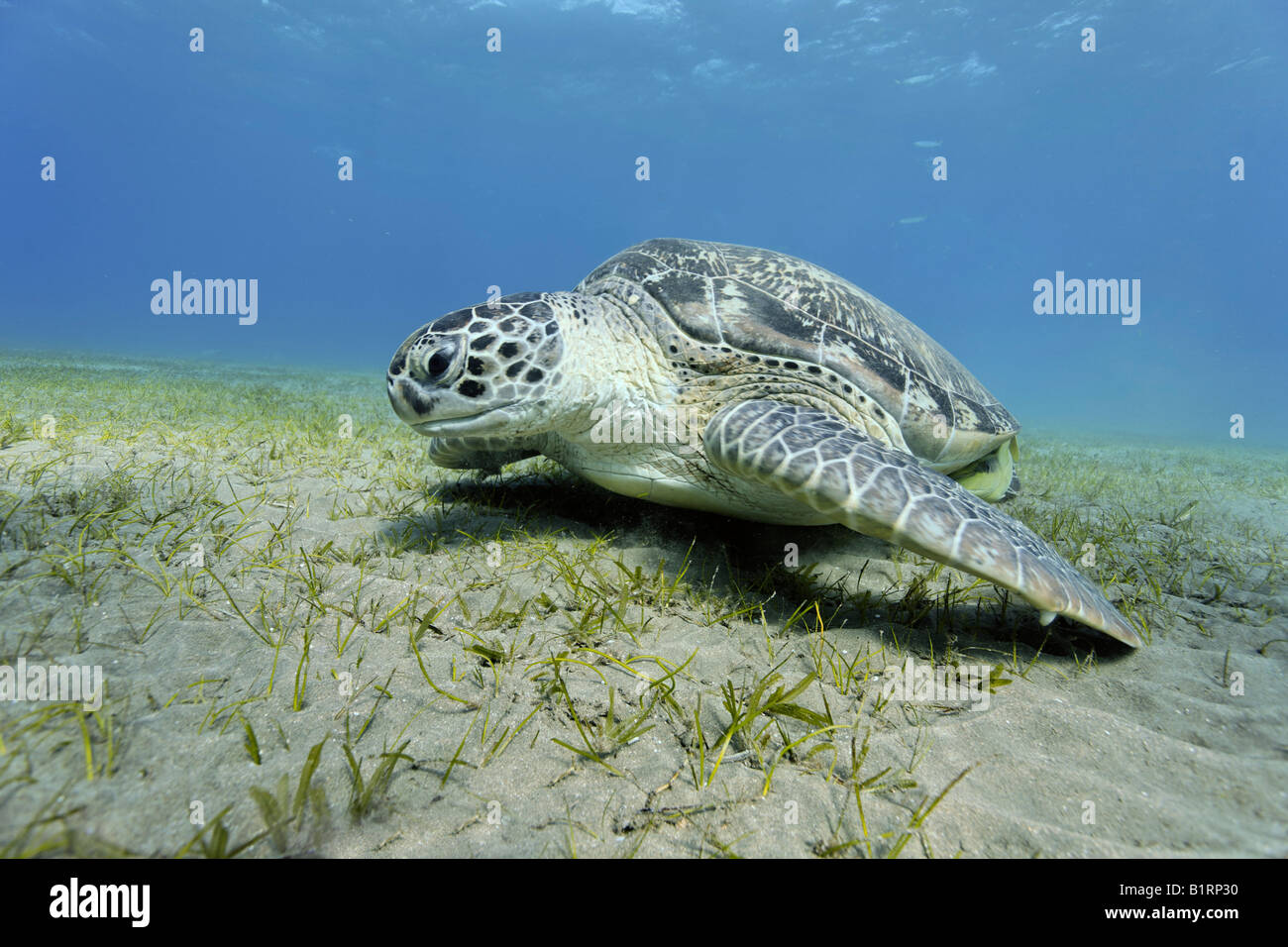Green Turtle (Chelonia mydas) swimming over a seaweed meadow, Hurghada, Egypt, Red Sea, Africa Stock Photo
