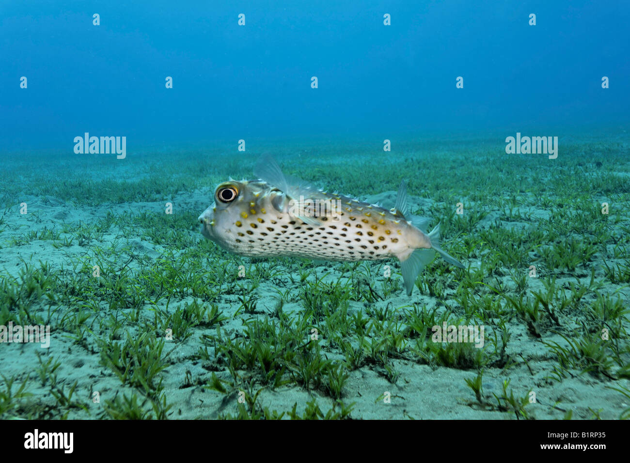Yellowspotted Pufferfish or Burrfish (Chilomycterus spilostylus) swimming over a seaweed meadow, Red Sea, Sharm el Sheikh, Hurg Stock Photo