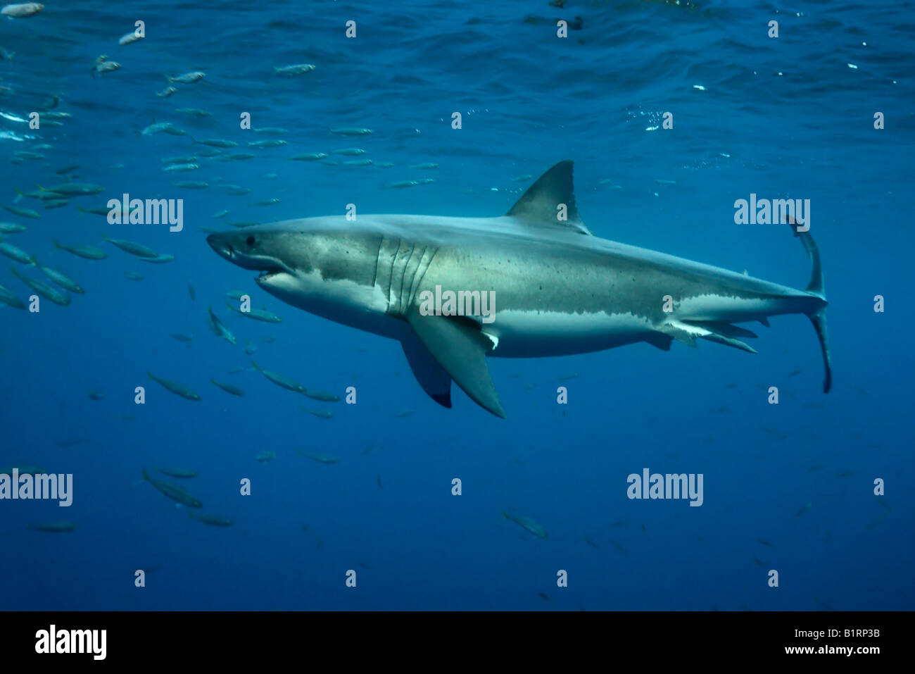 Great White Shark (Carcharodon carcharias), Guadalupe Island, Mexico, Pacific, North America Stock Photo
