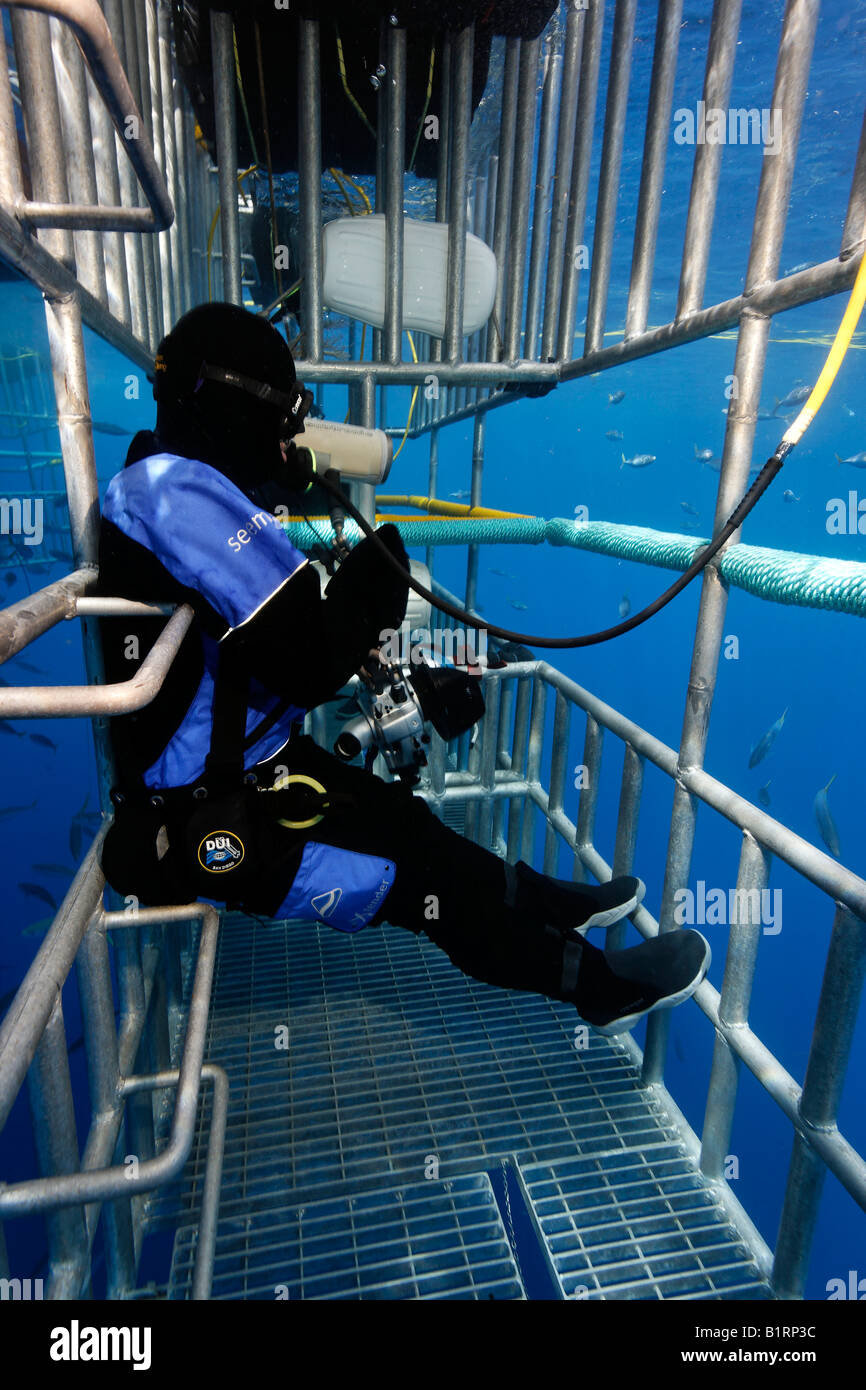Scuba diver in a cage observing a Great White Shark (Carcharodon carcharias), Guadalupe Island, Mexico, Pacific, North America Stock Photo