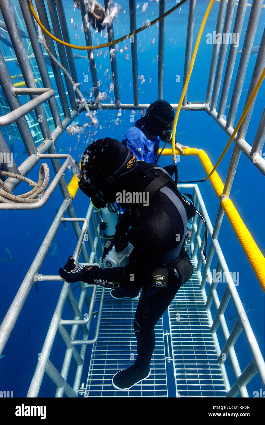 Scuba divers in a cage observing a Great White Shark (Carcharodon carcharias), Guadalupe Island, Mexico, Pacific, North America Stock Photo