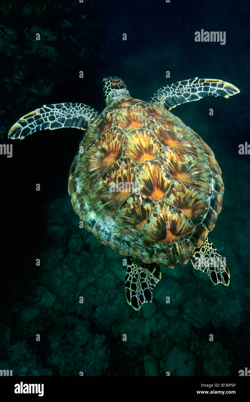 Green Sea Turtle (Chelonia mydas) swimming above a coral reef, Musandam, Oman, Middle East, Indian Ocean Stock Photo