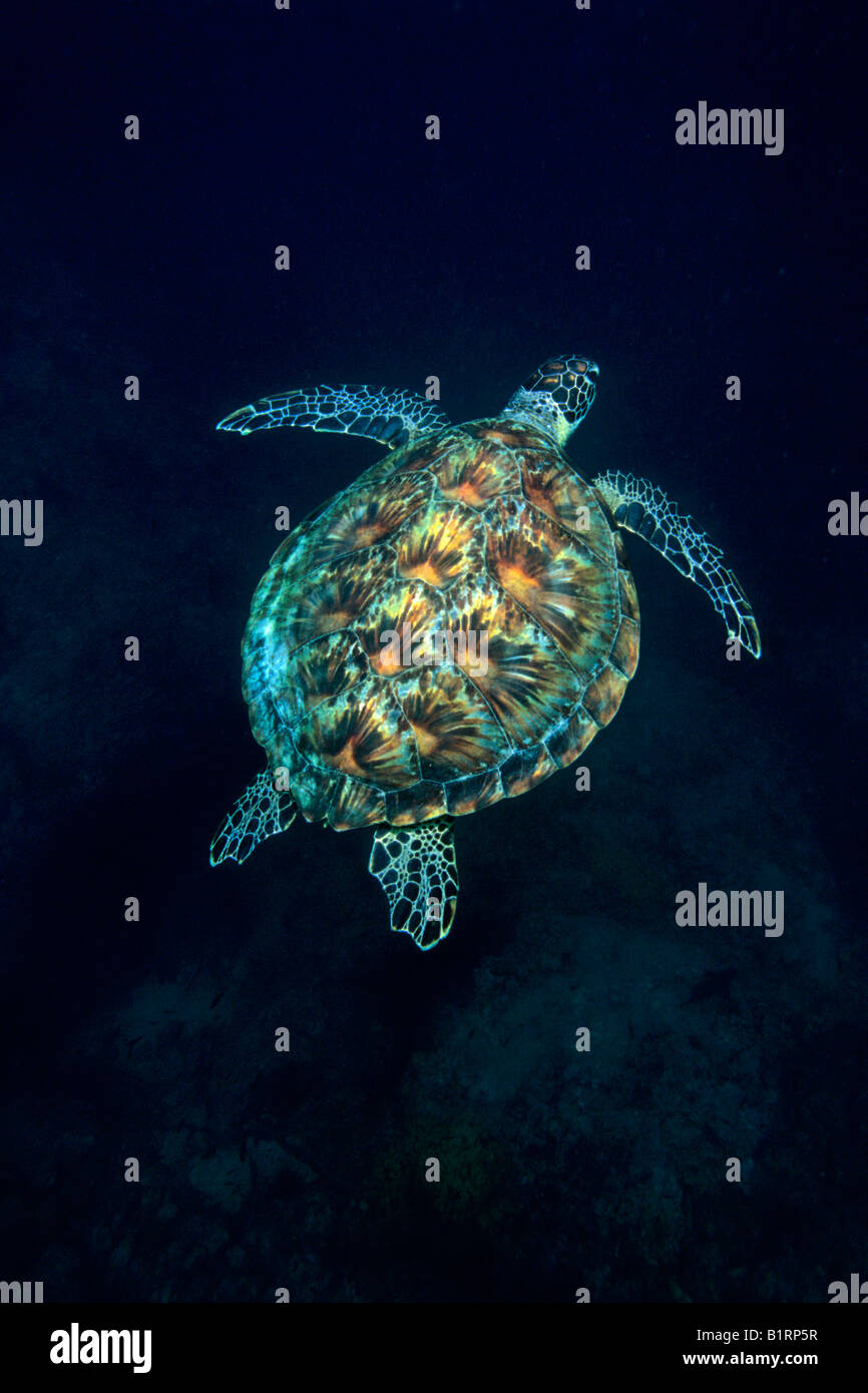 Green Sea Turtle (Chelonia mydas) swimming over a coral reef, Musandam, Oman, Middle East, Indian Ocean Stock Photo