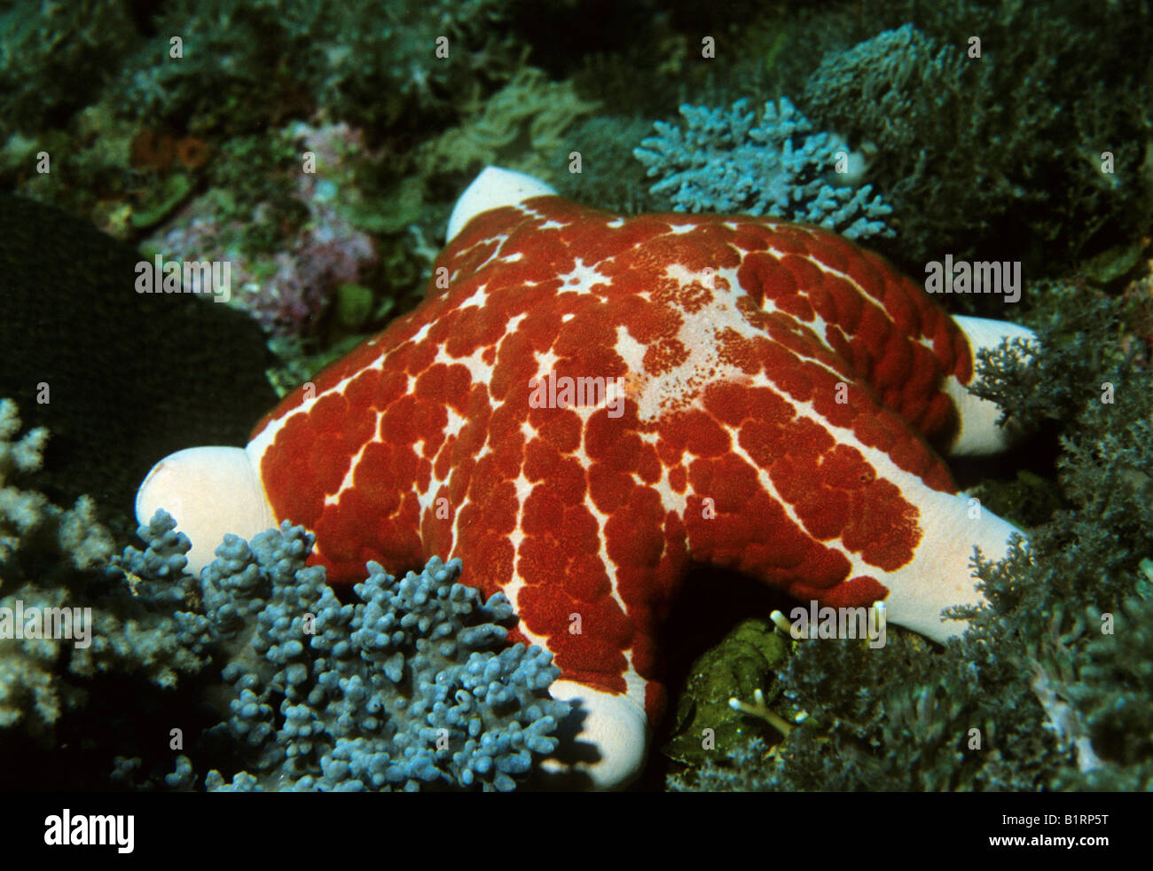 Granulated Seastar (Choriaster granulatus) in a coral reef, Musandam, Oman, Arabian Peninsula, Asia, Indian Ocean Stock Photo