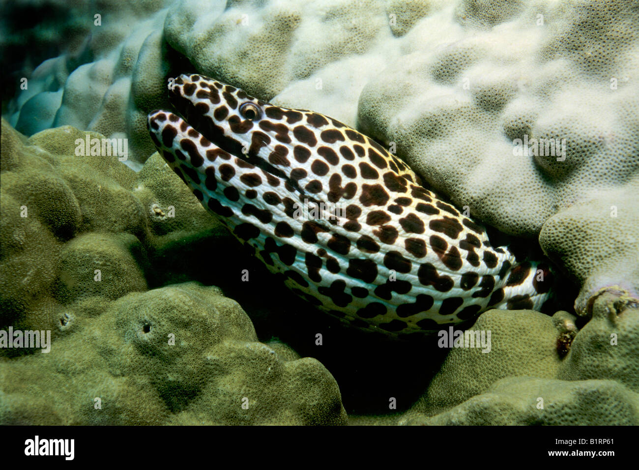 Honeycomb Moray Eel (Gymnothorax favagineus) looking out of its coral reef, Oman, Arabian Peninsula, Indian Ocean Stock Photo