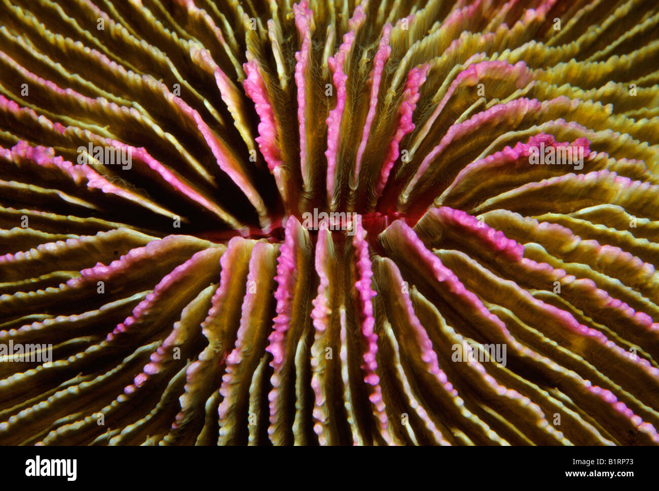 Purple coloured Ellisella coral (Ellisella sp.), Oman, Arabian Peninsula, Indian Ocean, Asia Stock Photo