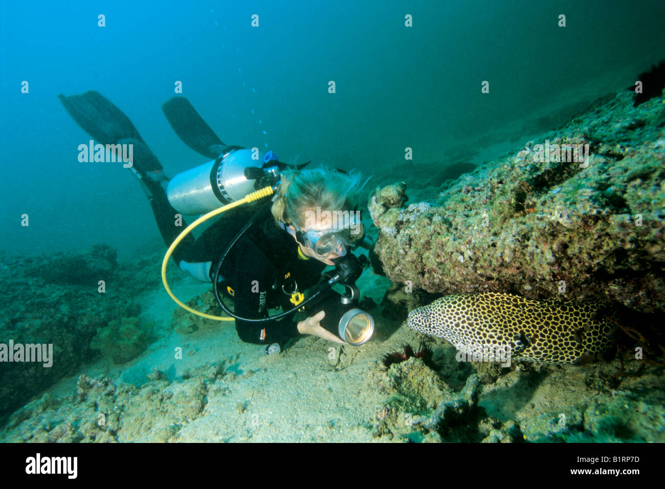 A scuba diver watchng a Honeycomb Moray or Laced Moray (Gymnothorax favagineus), Musandam, Oman, Arabian Peninsula, Indian Ocea Stock Photo
