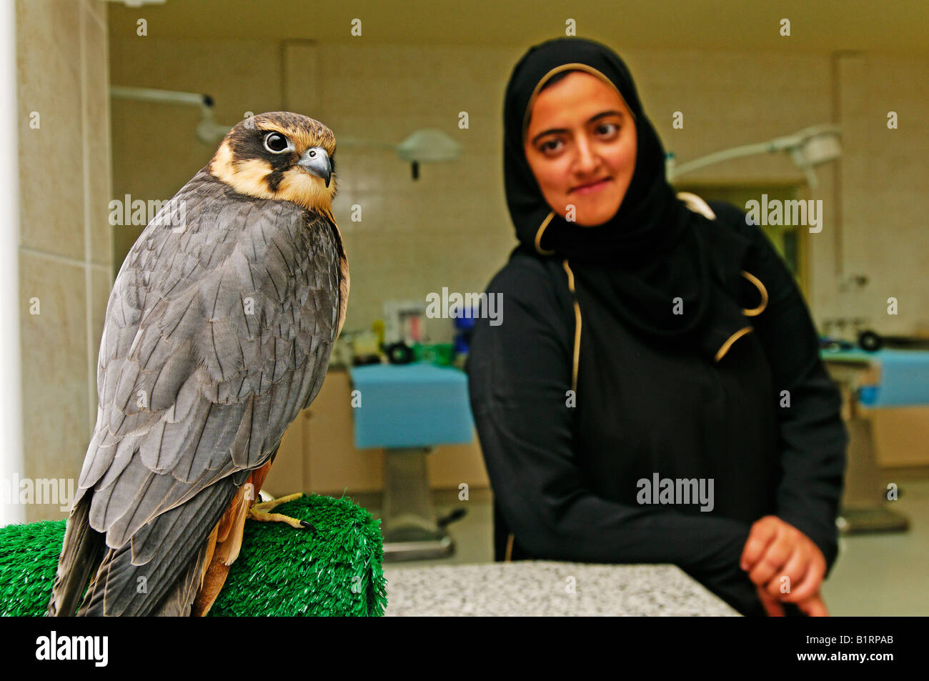 Tree falcon and visitor in the falcon clinic "Abu Dhabi Falcon Hospital