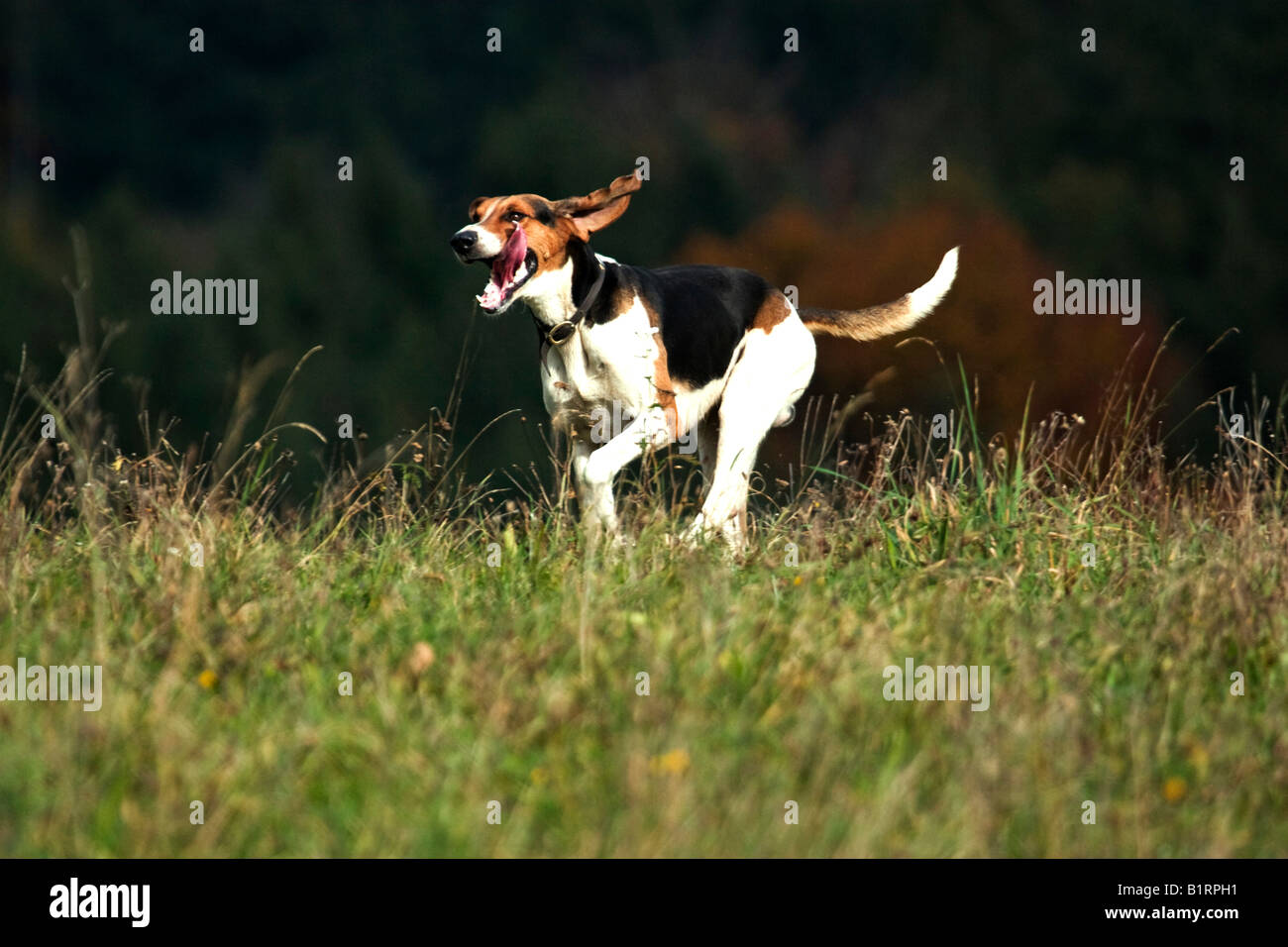 Grand Anglo-Francais Tricolor dog, breed of hunting dog, pack dog Stock Photo