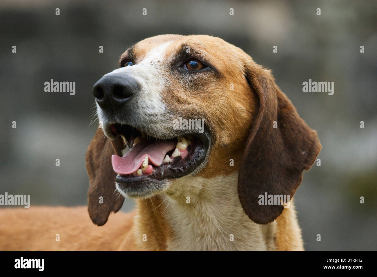 Grand Anglo-Francais Tricolor dog, breed of hunting dog, pack dog, looking alert Stock Photo