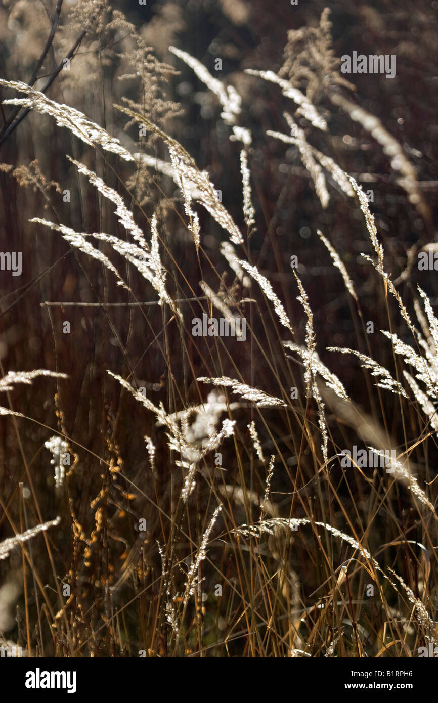 Grasses backlit hi-res stock photography and images - Alamy