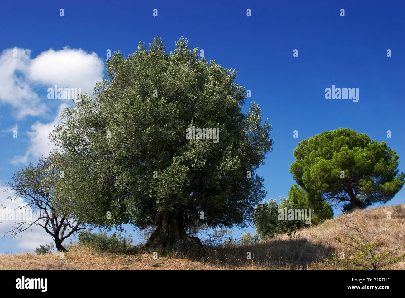 Olive trees (Olea europaea), Sithonia, Chalkidiki, Northern Greece, Europe Stock Photo