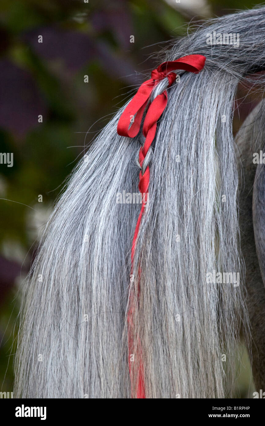 Horse tail hi-res stock photography and images - Alamy