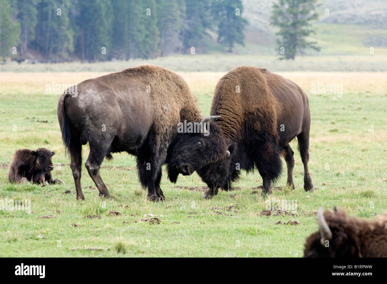 Male American Bisons (Bison bison) fighting, Hayden valley, Yellowstone