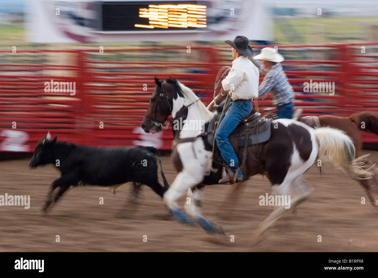 Catching calves in a rodeo, Utah, USA, North America Stock Photo