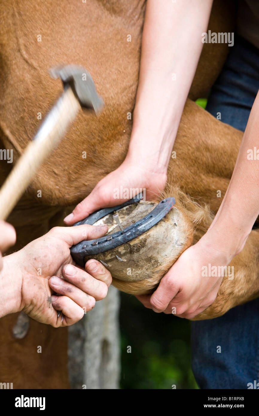 Blacksmith shoding a horse, nailing on a horse shoe, North Tyrol, Austria, Europe Stock Photo