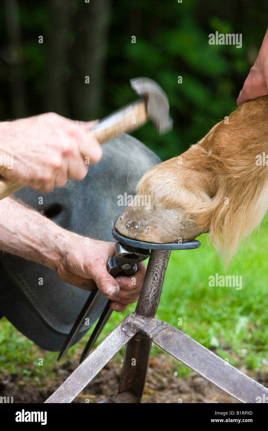 Blacksmith shoding a horse, North Tyrol, Austria, Europe Stock Photo