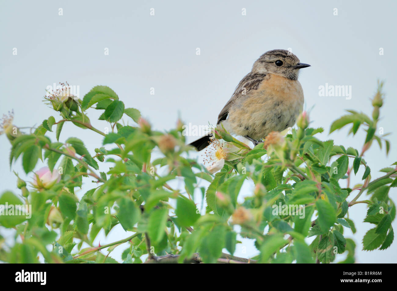 African Stonechat (Saxicola torquata) perched on a Dogrose Stock Photo