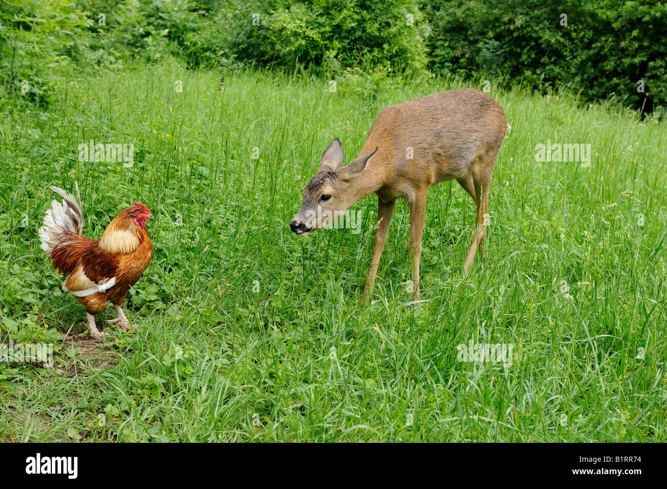 Roe Deer (Capreolus capreolus) inquisitively sniffing a chicken Stock Photo