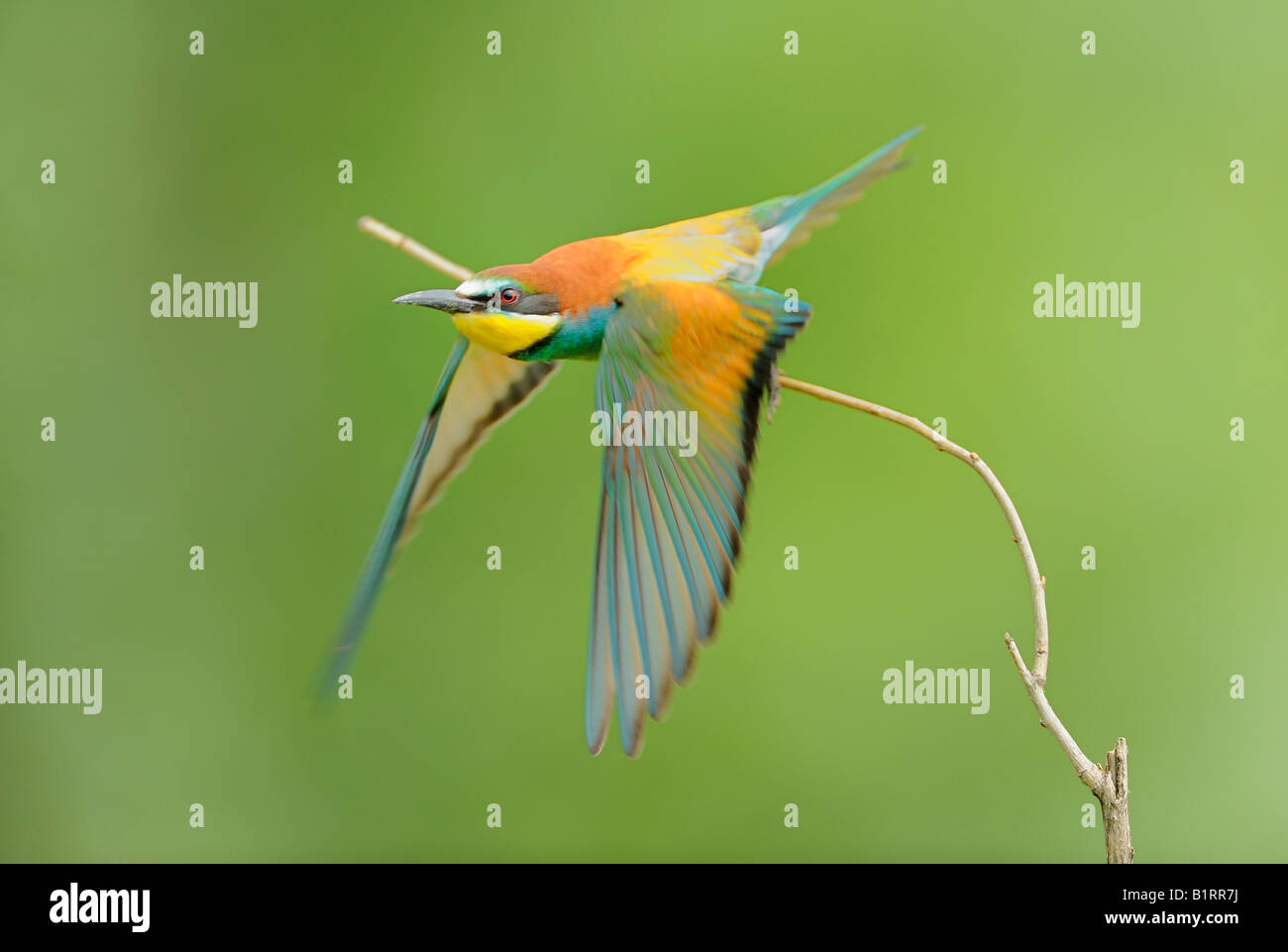 European Bee-eater (Merops apiaster) taking flight from its perch Stock Photo
